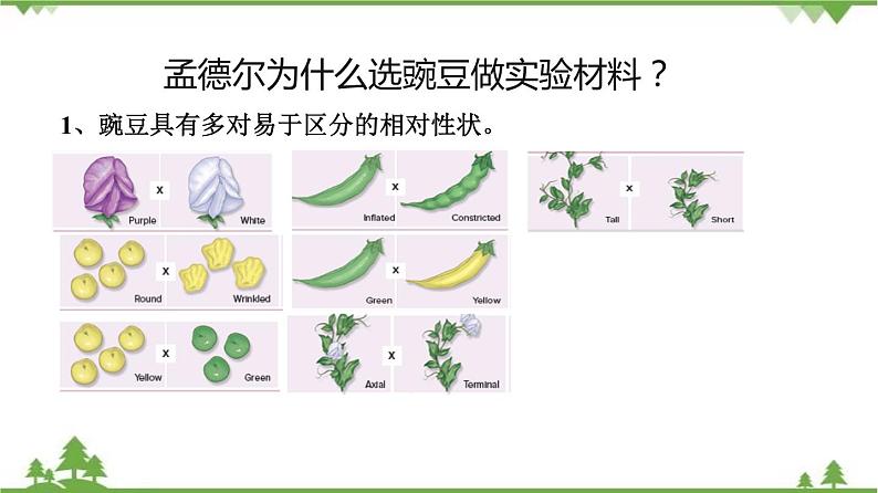 7.2.3 基因的显性和隐性（同步课件）-2020-2021学年八年级下册生物（人教版）05