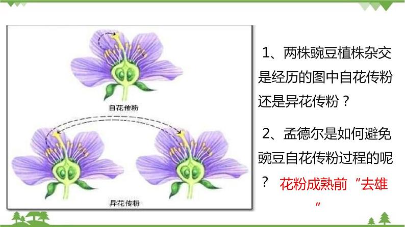 7.2.3 基因的显性和隐性（同步课件）-2020-2021学年八年级下册生物（人教版）08