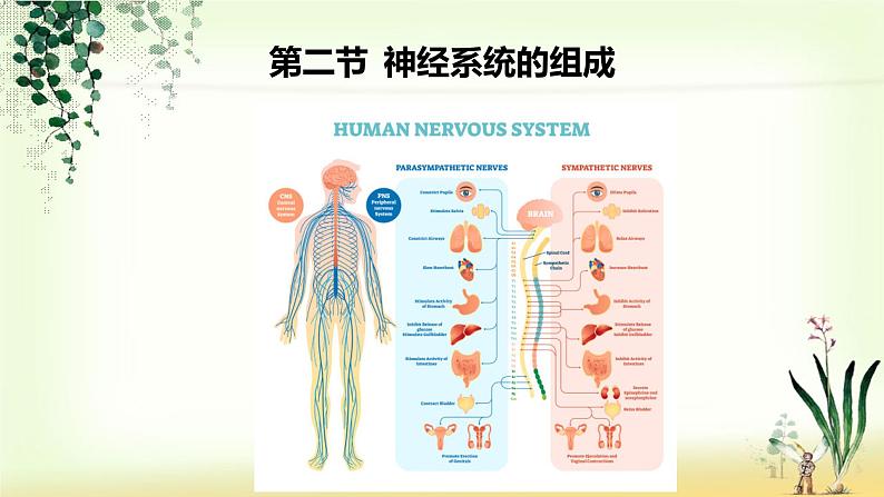 （人教七下）4.6.2 神经系统的组成 课件01