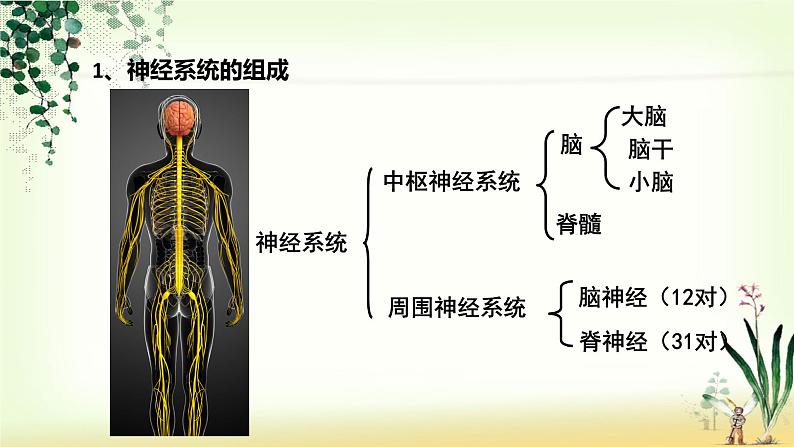 （人教七下）4.6.2 神经系统的组成 课件06