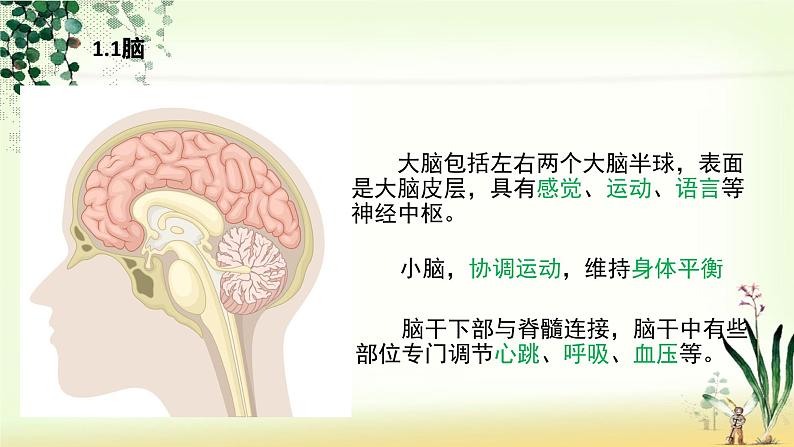 （人教七下）4.6.2 神经系统的组成 课件07