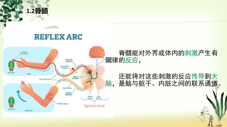 （人教七下）4.6.2 神经系统的组成 课件08