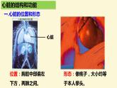 （人教七下）4.4.3 输送血液的泵-心脏 © 慢慢 课件