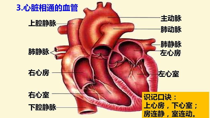 （人教七下）4.4.3 输送血液的泵-心脏 © 慢慢 课件08