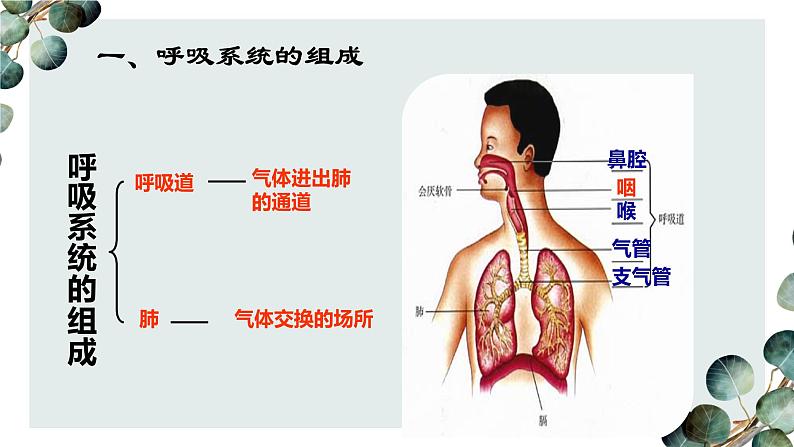 （人教七下）4.3.1 呼吸道对空气的处理第5页