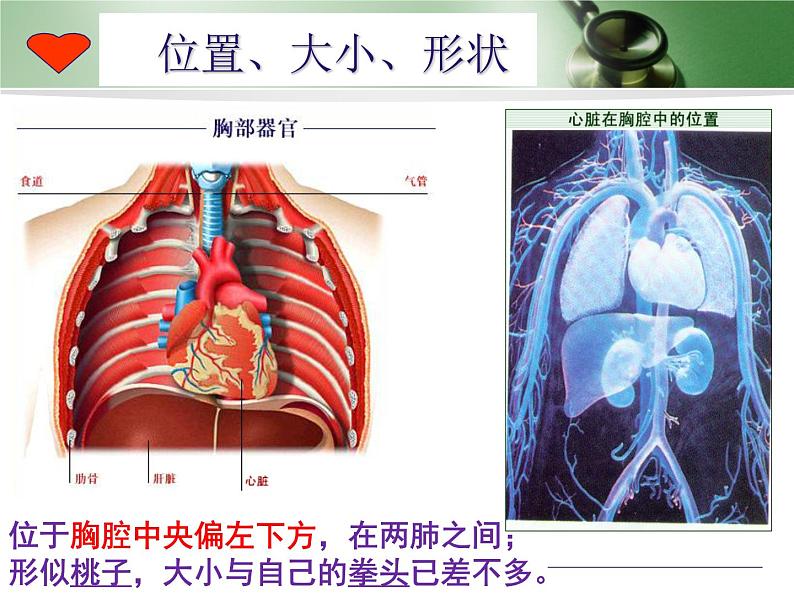 （人教七下）4.4.3 输送血液的泵──心脏第4页