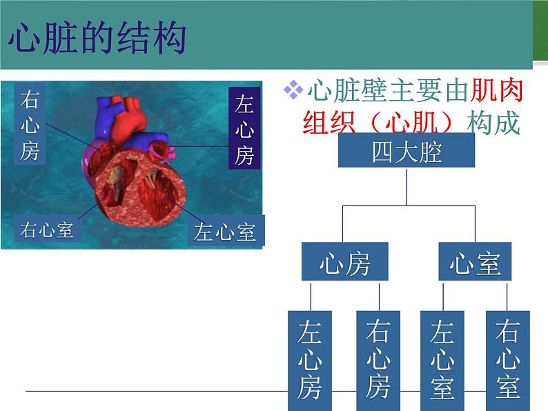 （人教七下）4.4.3 输送血液的泵──心脏第7页