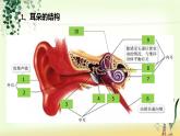 （人教七下）4.6.1 人体对外界环境的感知—耳朵和听觉 课件