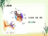 （人教七下）4.6.1 人体对外界环境的感知—耳朵和听觉 课件