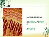 （人教七下）4.6.1 人体对外界环境的感知—耳朵和听觉 课件