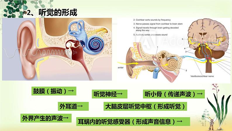 （人教七下）4.6.1 人体对外界环境的感知—耳朵和听觉 课件08