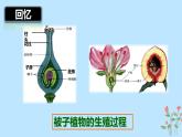 （人教七下）4.1.2 人的生殖 1 课件