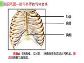 （人教七下）4.3.2 发生在肺内的气体交换（第二课时） 课件