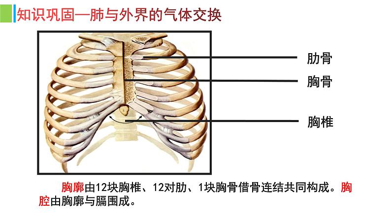 （人教七下）4.3.2 发生在肺内的气体交换（第二课时） 课件03