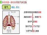 （人教七下）4.3.2 发生在肺内的气体交换（第二课时） 课件