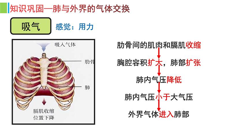 （人教七下）4.3.2 发生在肺内的气体交换（第二课时） 课件05