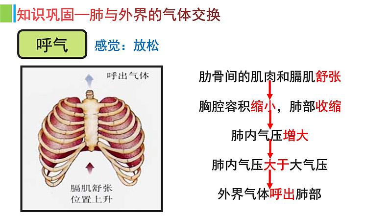 （人教七下）4.3.2 发生在肺内的气体交换（第二课时） 课件06