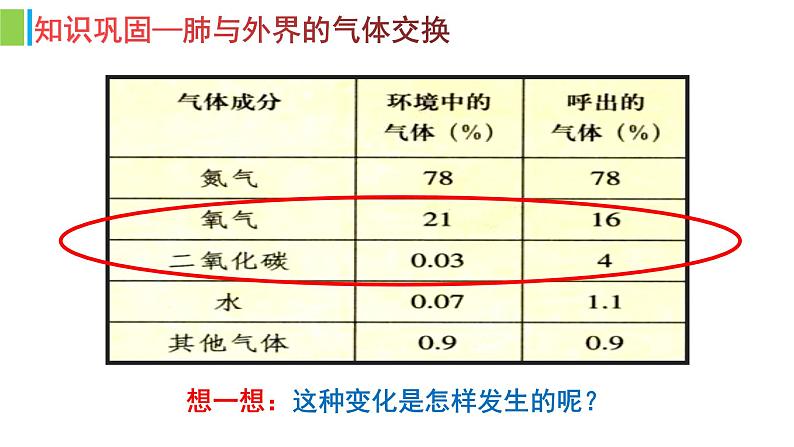 （人教七下）4.3.2 发生在肺内的气体交换（第二课时） 课件07