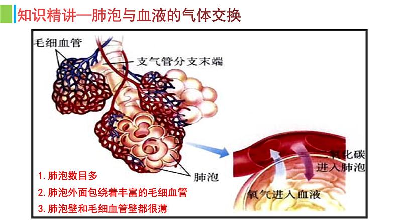 （人教七下）4.3.2 发生在肺内的气体交换（第二课时） 课件08