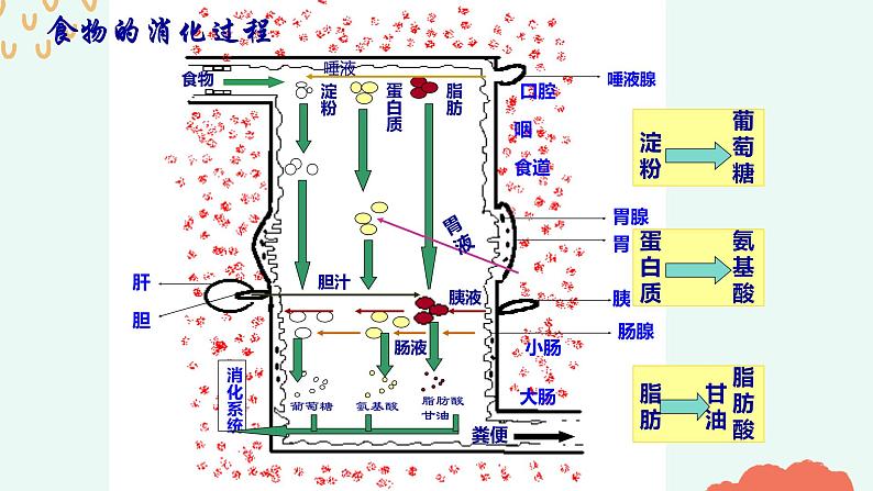 （人教七下）4.2.2 消化和吸收（第二课时）第2页