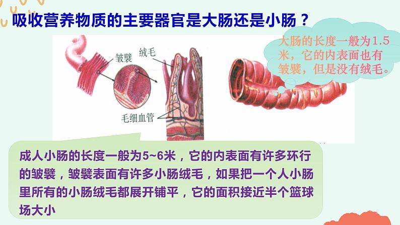 （人教七下）4.2.2 消化和吸收（第二课时）第4页