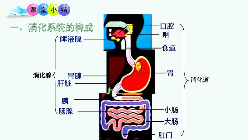 （人教七下）4.2.2 消化和吸收（第二课时）第8页