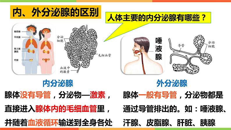 （人教七下）4.6.4 激素调节 课件04