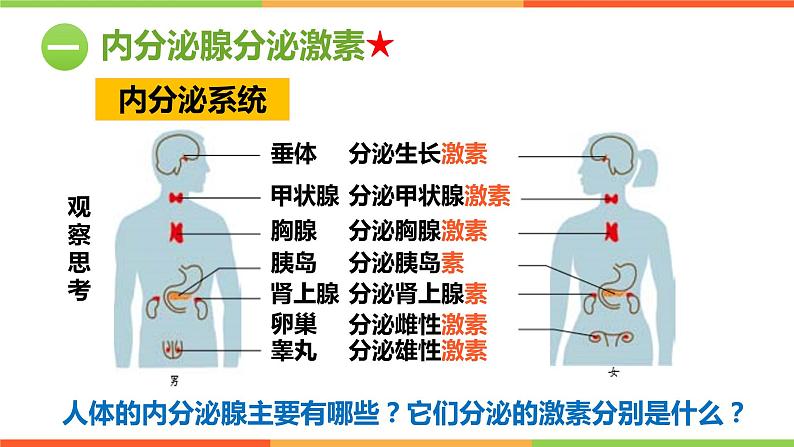 （人教七下）4.6.4 激素调节 课件05