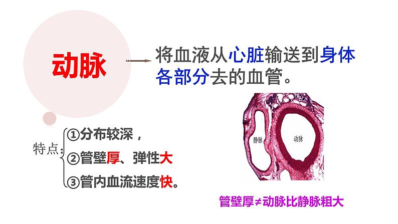 （人教七下）4.4.2 血流的管道--血管 课件07