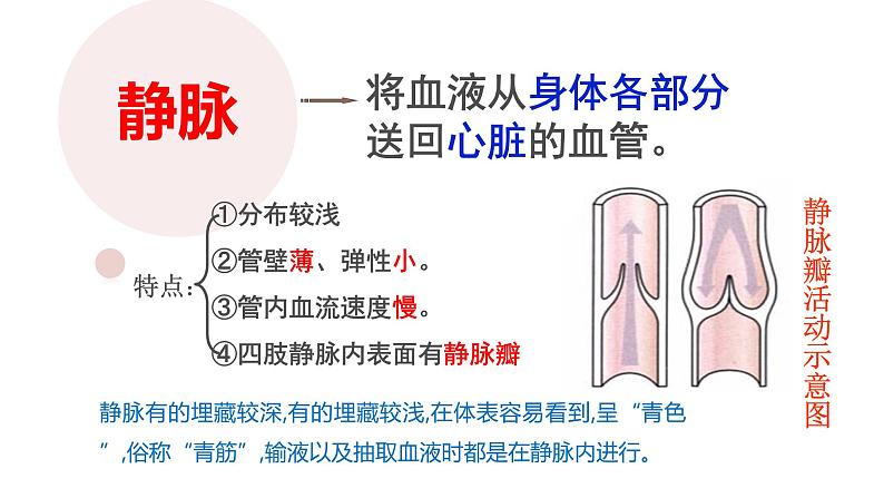 （人教七下）4.4.2 血流的管道--血管 课件08