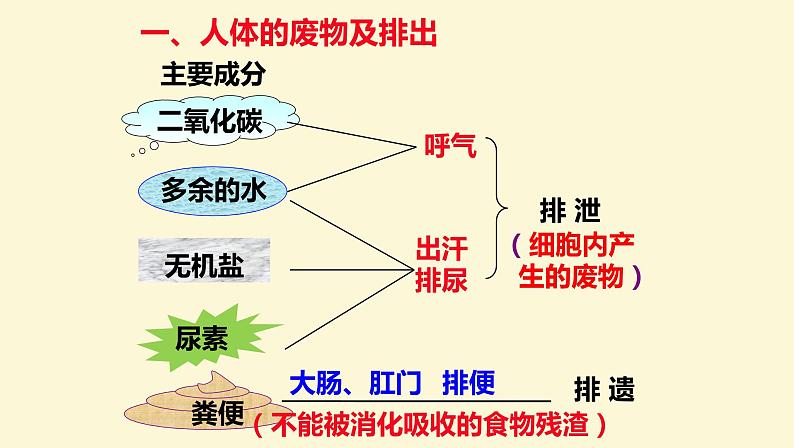 （人教七下）4.5.1 人体内废物的排出第2页