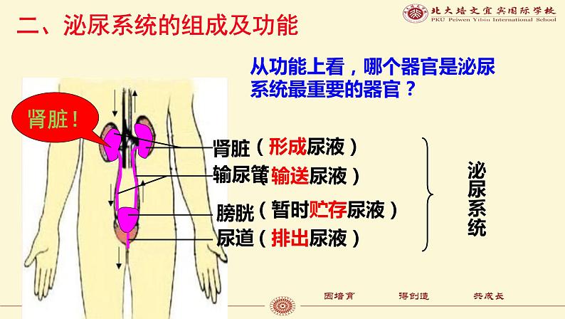 （人教七下）4.5.1 人体内废物的排出第3页