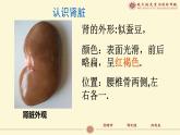 （人教七下）4.5.1 人体内废物的排出 课件