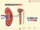 （人教七下）4.5.1 人体内废物的排出 课件