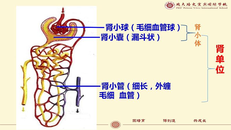 （人教七下）4.5.1 人体内废物的排出第6页