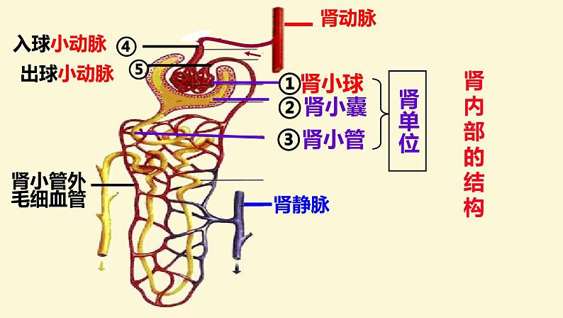 （人教七下）4.5.1 人体内废物的排出第7页