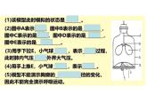 （人教七下）4.3.2 发生在肺内的气体交换（第二课时） 课件