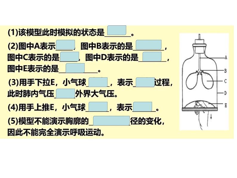 （人教七下）4.3.2 发生在肺内的气体交换（第二课时）第2页