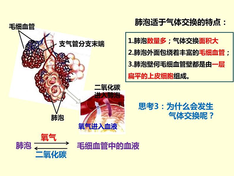 （人教七下）4.3.2 发生在肺内的气体交换（第二课时）第7页