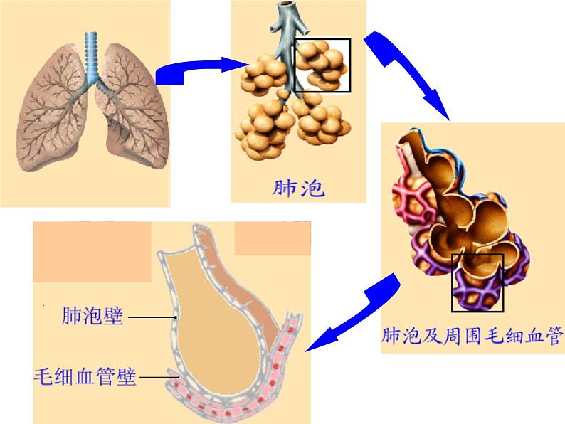 （人教七下）4.3.2 发生在肺内的气体交换（第二课时）第8页