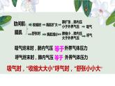 （人教七下）4.3.2 发生在肺内的气体交换（第二课时） 课件
