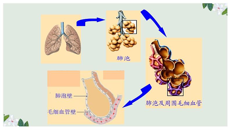 （人教七下）4.3.2 发生在肺内的气体交换（第二课时） 课件04