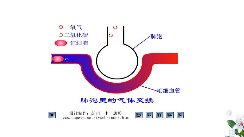 （人教七下）4.3.2 发生在肺内的气体交换（第二课时） 课件07