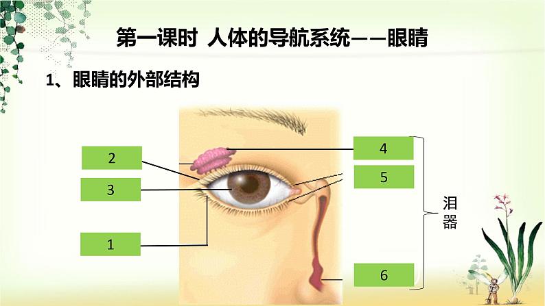 （人教七下）4.6.1 人体对外界环境的感知—眼睛和视觉 课件06