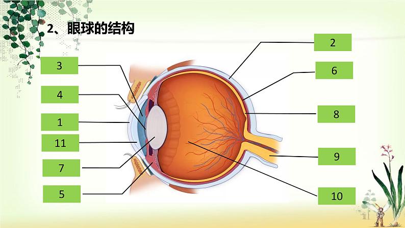 （人教七下）4.6.1 人体对外界环境的感知—眼睛和视觉 课件07