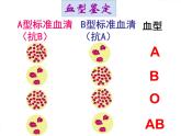 （人教七下）4.4.4 输血与血型 课件