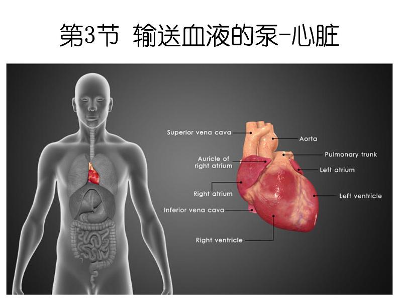 （人教七下）4.4.3 输送血液的泵—心脏 第1课时第2页