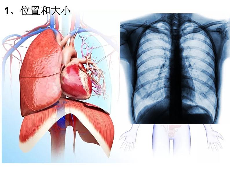 （人教七下）4.4.3 输送血液的泵—心脏 第1课时第3页