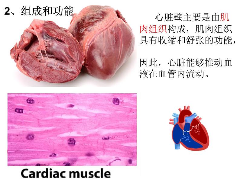 （人教七下）4.4.3 输送血液的泵—心脏 第1课时第4页
