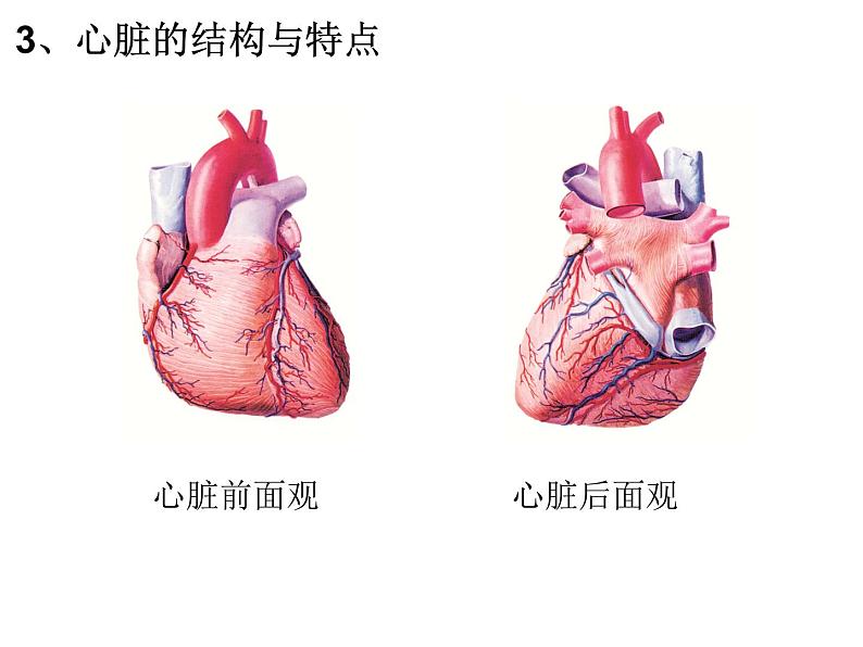 （人教七下）4.4.3 输送血液的泵—心脏 第1课时第5页
